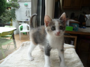 myrtille_mirabelle_lea_3_20160917