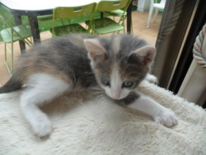 myrtille_mirabelle_lea_5_20160917