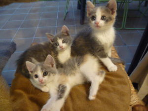 myrtille_mirabelle_lea__2_20160917