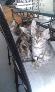 3chatons_2