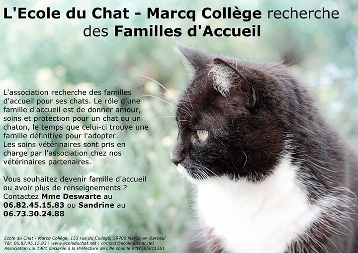 Urgence Famille D Accueil Ecole Du Chat De Marcq College