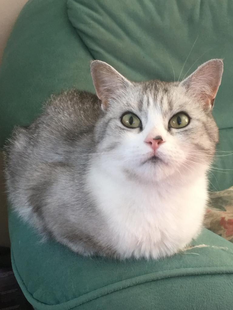 Chat villeneuve saint georges