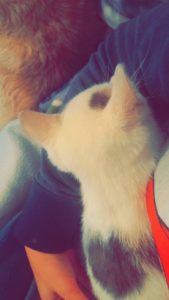 21618016_859107824264141_1341694543383724645_n