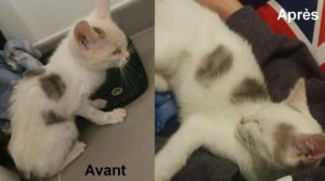 21752713_859111534263770_4761747702613789767_o