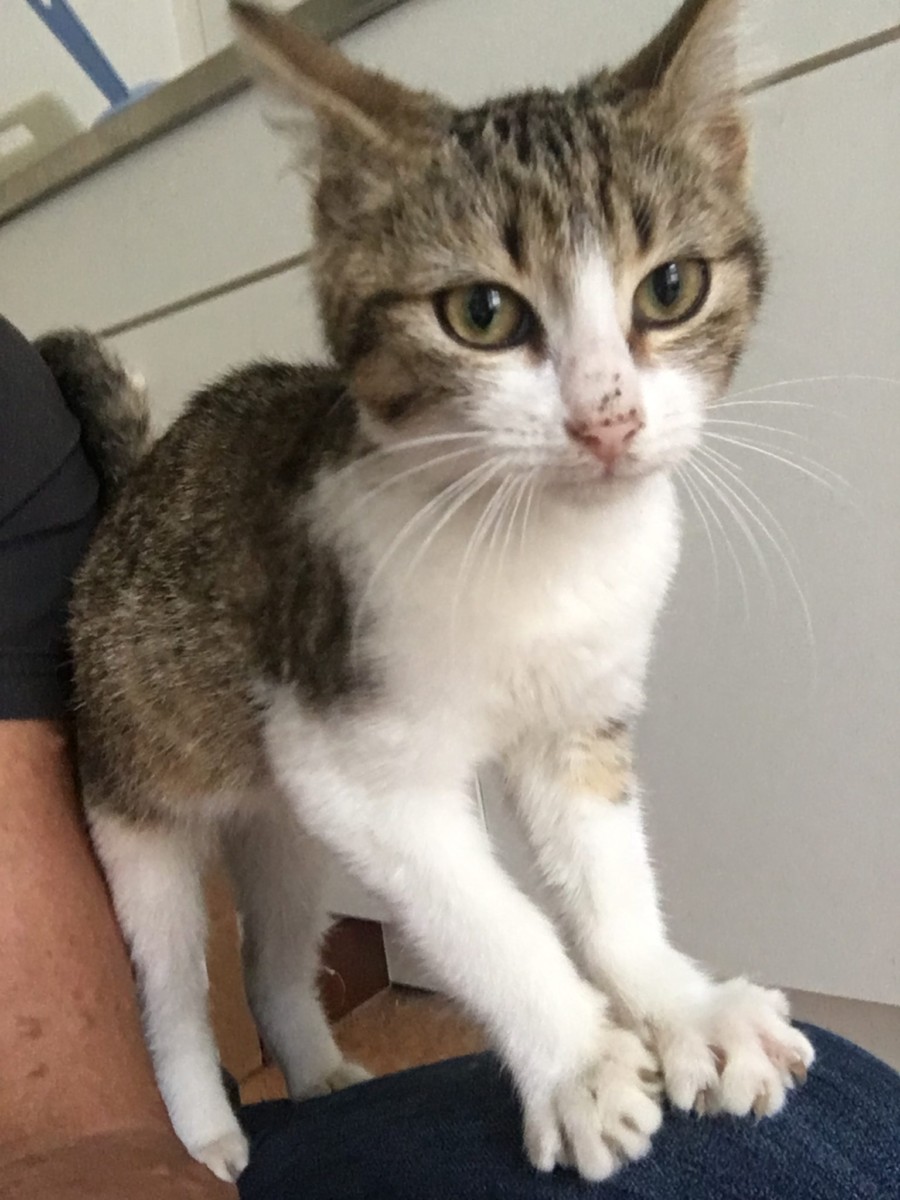 Chat villeneuve saint georges