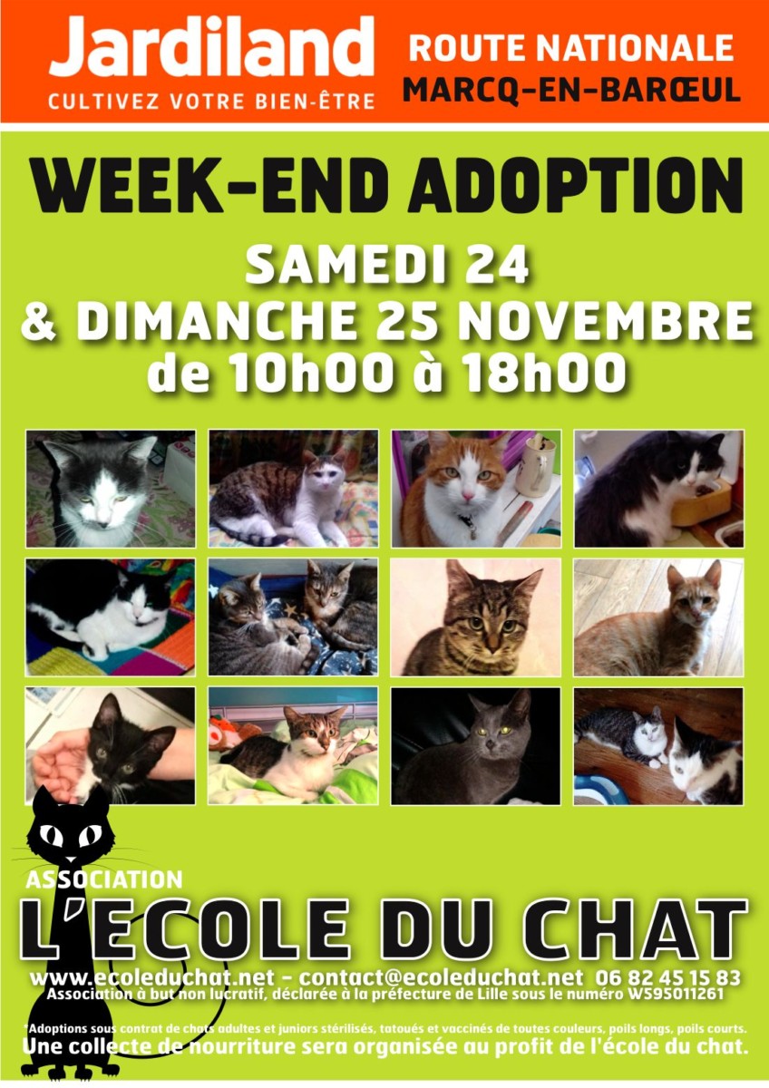 Week End D Adoption Les 24 Et 25 Novembre Au Jardiland De Marcq Ecole Du Chat De Marcq College