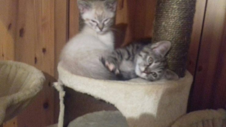 Olive Et Olivia Ont Ete Adoptees Ecole Du Chat De Marcq College