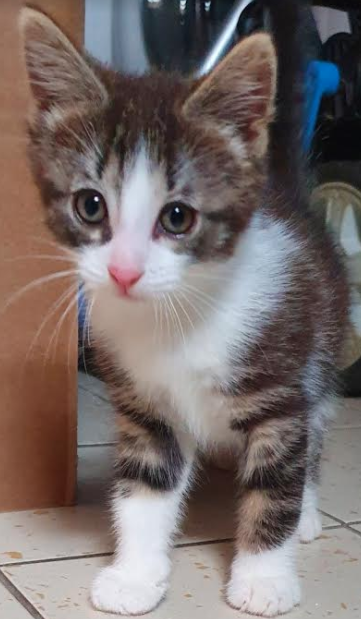 Tigrou A Ete Adoptee Ecole Du Chat De Marcq College