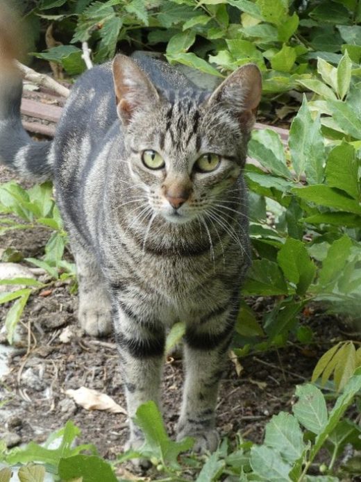 Ecole Du Chat De Marcq College Association Pour La Protection Des Animaux