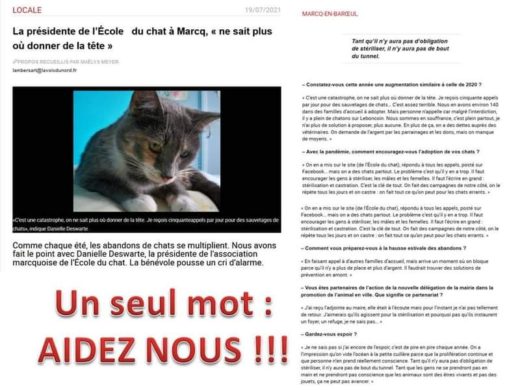 Ecole Du Chat De Marcq College Association Pour La Protection Des Animaux